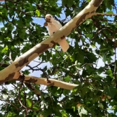 Cacatua sanguinea (Little Corella) at Calwell, ACT - 3 Mar 2024 by MB