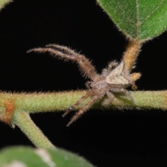 Unidentified Other hunting spider at Capalaba, QLD - 29 Feb 2024 by TimL