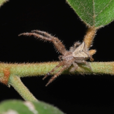 Sidymella hirsuta (Hairy crab spider) at Capalaba, QLD - 1 Mar 2024 by TimL