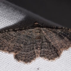 Unplaced squamulata (Scaled Carpet) at QPRC LGA - 2 Mar 2024 by DianneClarke