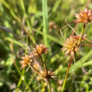 Juncus fockei at QPRC LGA - 17 Dec 2022 05:11 PM