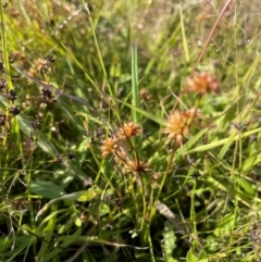 Juncus fockei at QPRC LGA - 17 Dec 2022 05:11 PM