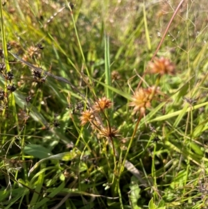 Juncus fockei at QPRC LGA - 17 Dec 2022 05:11 PM