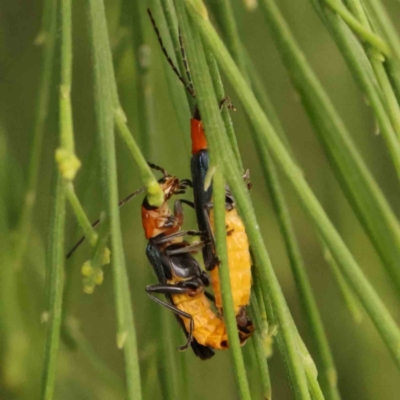 Chauliognathus tricolor (Tricolor soldier beetle) at Turner, ACT - 2 Mar 2024 by ConBoekel