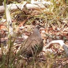 Phaps chalcoptera (Common Bronzewing) at Black Mountain - 28 Feb 2024 by ConBoekel