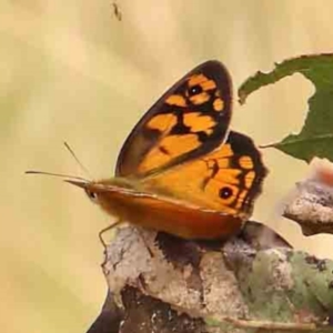 Heteronympha penelope at Dryandra St Woodland - 2 Mar 2024