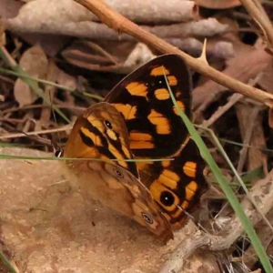 Heteronympha paradelpha at Dryandra St Woodland - 2 Mar 2024