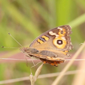 Junonia villida at Dryandra St Woodland - 2 Mar 2024 02:04 PM