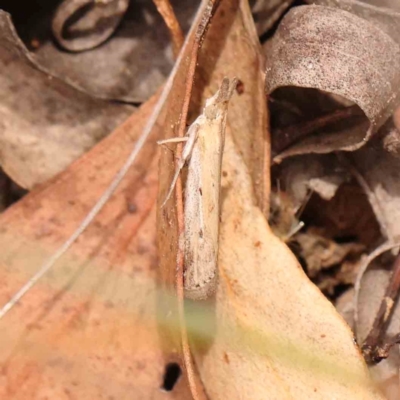 Faveria tritalis (Couchgrass Webworm) at Dryandra St Woodland - 2 Mar 2024 by ConBoekel