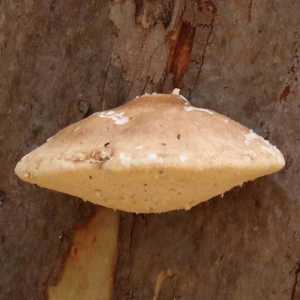 Laetiporus portentosus at Black Mountain - 28 Feb 2024