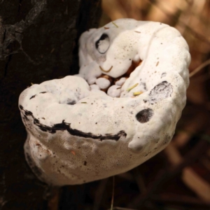 zz Polypore (shelf/hoof-like) at Dryandra St Woodland - 2 Mar 2024 02:13 PM