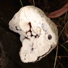 zz Polypore (shelf/hoof-like) at Dryandra St Woodland - 2 Mar 2024 02:13 PM