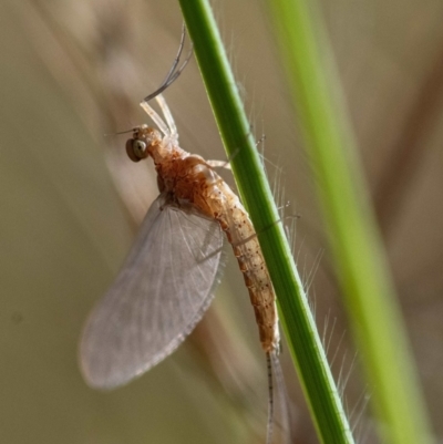 Ephemeroptera (order) (Unidentified Mayfly) at Higgins Woodland - 3 Mar 2024 by Untidy