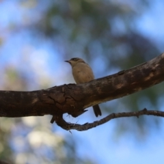 Melithreptus brevirostris (Brown-headed Honeyeater) at Cook, ACT - 2 Mar 2024 by Tammy