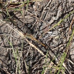 Diplacodes bipunctata at Lyons, ACT - 4 Mar 2024