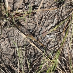 Diplacodes bipunctata at Lyons, ACT - 4 Mar 2024