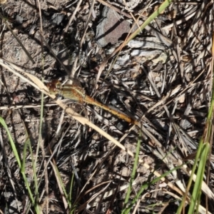 Diplacodes bipunctata at Lyons, ACT - 4 Mar 2024