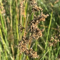 Juncus australis (Australian Rush) at Lake George, NSW - 3 Mar 2024 by JaneR