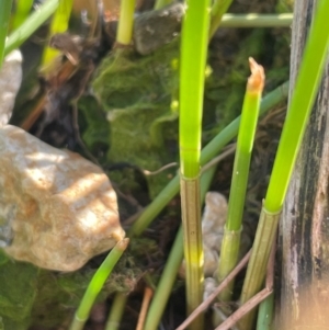 Eleocharis acuta at QPRC LGA - 3 Mar 2024