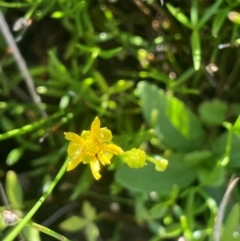 Ranunculus amphitrichus (Small River Buttercup) at Lake George, NSW - 3 Mar 2024 by JaneR