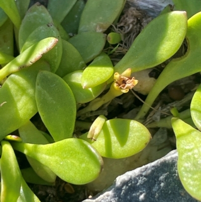 Selliera radicans (Shiny Swamp-mat) at Lake George, NSW - 3 Mar 2024 by JaneR