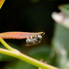 Lasioglossum sp. (genus) (Furrow Bee) at Harrison, ACT - 2 Mar 2024 by DPRees125