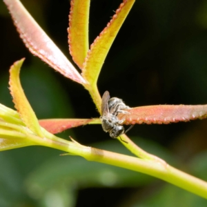 Lasioglossum sp. (genus) at Harrison, ACT - suppressed