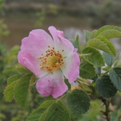 Rosa rubiginosa (Sweet Briar, Eglantine) at Bonner, ACT - 4 Nov 2023 by MichaelBedingfield