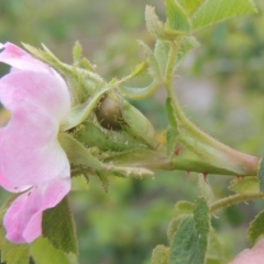 Rosa rubiginosa at Mulligans Flat - 4 Nov 2023