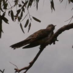 Cacomantis pallidus (Pallid Cuckoo) at Epping, VIC - 28 Sep 2018 by WendyEM