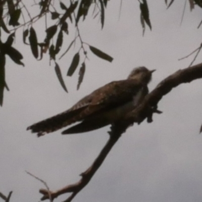 Heteroscenes pallidus (Pallid Cuckoo) at Epping, VIC - 28 Sep 2018 by WendyEM