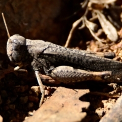 Cirphula pyrrhocnemis (Variable Cirphula) at Woodstock Nature Reserve - 4 Mar 2024 by Thurstan