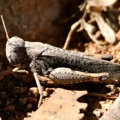 Cirphula pyrrhocnemis at Woodstock Nature Reserve - 4 Mar 2024 10:41 AM