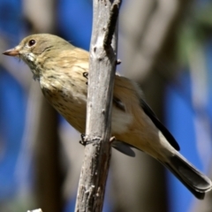 Pachycephala rufiventris at Woodstock Nature Reserve - 4 Mar 2024 10:51 AM