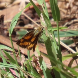 Ocybadistes walkeri at Saint Marks Grassland - Barton ACT - 3 Mar 2024