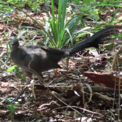 Menura novaehollandiae (Superb Lyrebird) at Barton, ACT - 3 Mar 2024 by RodDeb