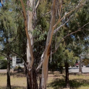 Eucalyptus viminalis subsp. viminalis at Higgins Woodland - 4 Mar 2024