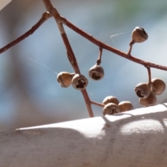 Eucalyptus viminalis subsp. viminalis at Higgins Woodland - 4 Mar 2024