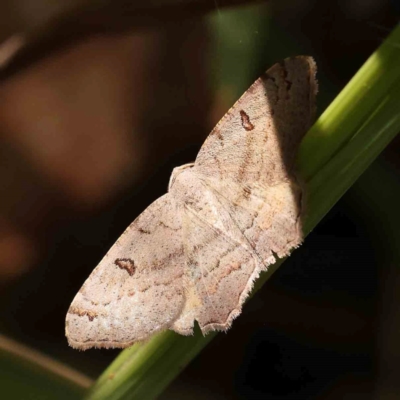 Dissomorphia australiaria (Dashed Geometrid, Ennominae) at Dryandra St Woodland - 2 Mar 2024 by ConBoekel