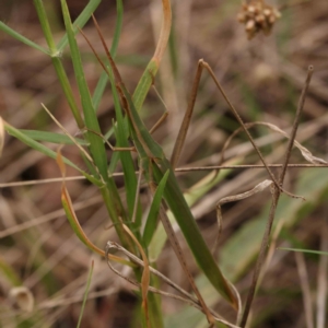 Acrida conica at Dryandra St Woodland - 2 Mar 2024