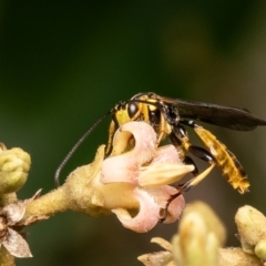 Labium sp. (genus) (An Ichneumon wasp) at Acton, ACT - 3 Mar 2024 by Roger
