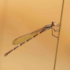 Austrolestes leda (Wandering Ringtail) at Dryandra St Woodland - 2 Mar 2024 by ConBoekel