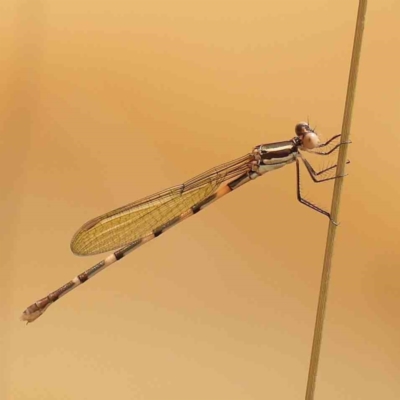 Austrolestes leda (Wandering Ringtail) at Dryandra St Woodland - 2 Mar 2024 by ConBoekel