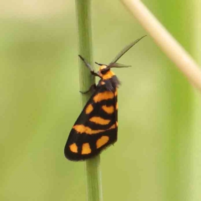 Asura lydia (Lydia Lichen Moth) at Dryandra St Woodland - 2 Mar 2024 by ConBoekel