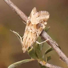 Hellula hydralis (Cabbage Centre Moth) at Dryandra St Woodland - 2 Mar 2024 by ConBoekel