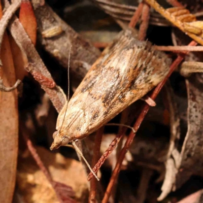 Achyra affinitalis (Cotton Web Spinner) at Dryandra St Woodland - 2 Mar 2024 by ConBoekel