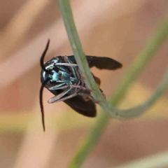 Pollanisus (genus) (A Forester Moth) at Dryandra St Woodland - 2 Mar 2024 by ConBoekel