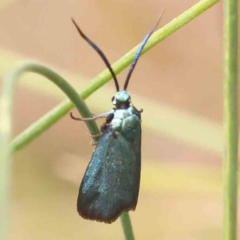 Pollanisus (genus) at Dryandra St Woodland - 2 Mar 2024