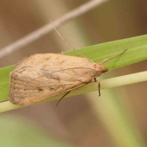 Achyra (genus) at Dryandra St Woodland - 2 Mar 2024