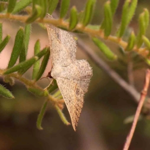 Taxeotis perlinearia at Dryandra St Woodland - 2 Mar 2024